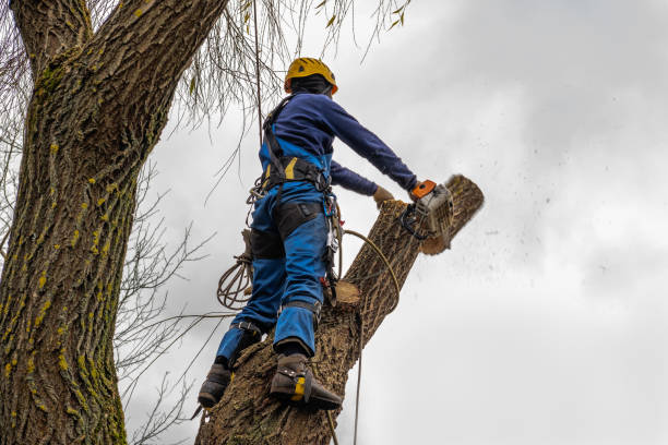 Pittsfield, MA Tree Services Company